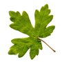 Acer campestre 'Huiber's Elegant' bladvorm